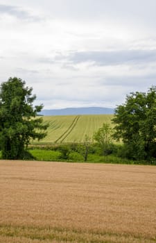 Green and Golden rice field4