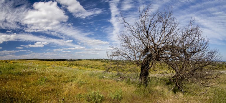 Beautiful view of the rural countryside of the Algarve region.