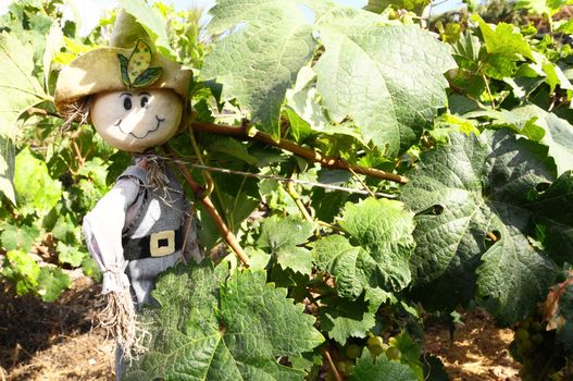 One Small Funny Scarecrow on a Green Vineyard