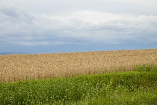 Barley field with cloudy sky4