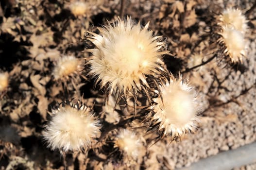 Some Dried Flowers with Thorns in the Desert