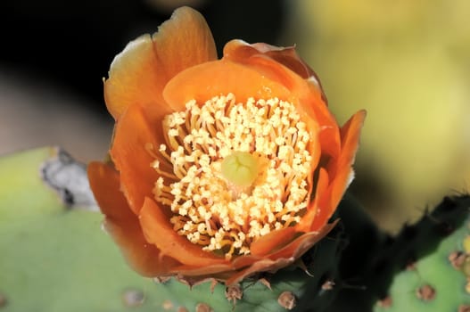 Orange Flower on top of a Green Cactus in the Desert