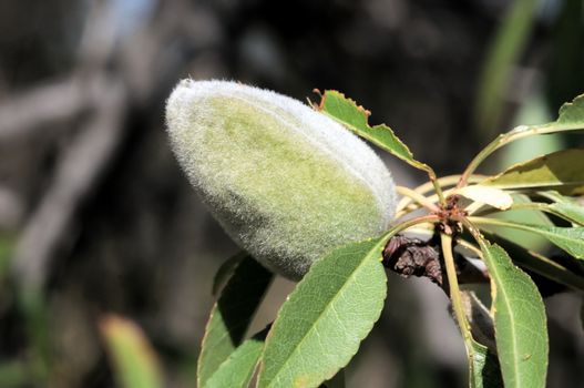 Green Unripe Prune on a Branch of a Tree 