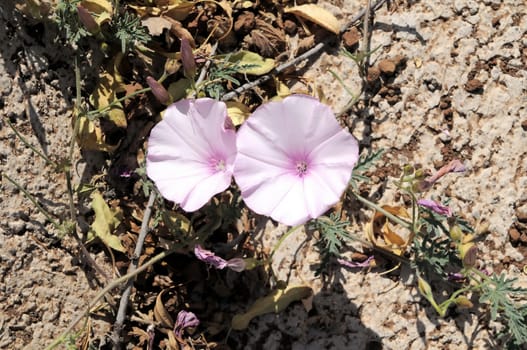 Trumpet Pink Flower on the Asphalt of the Road