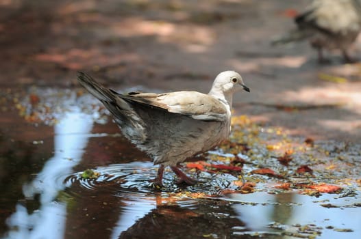 Wet Pigeon on a Small Water Pond