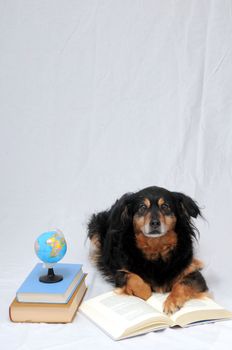 One intelligent Black Dog Reading a Book on a White Background