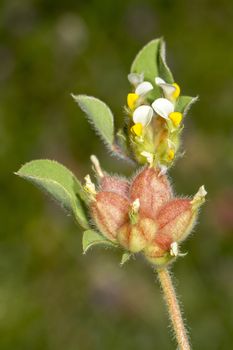 Close up view of the beautiful Annual Kidney Vetch (Tripodion tetraphyllum) flower.