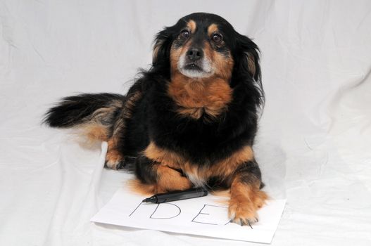 One Female Old Black Dog Drawing on a White Paper