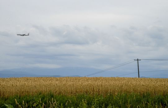 Barley field with cloudy sky2