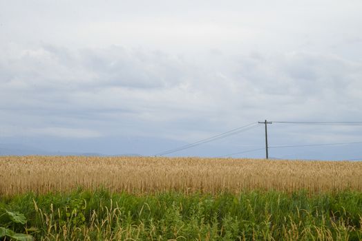 Barley field with cloudy sky1