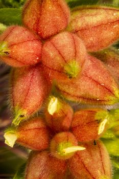 Close up view of the beautiful Annual Kidney Vetch (Tripodion tetraphyllum) flower.