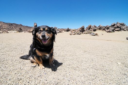 Dog and Sand and Rocks Desert on Teide Volcano, in Canary Islands, Spain
