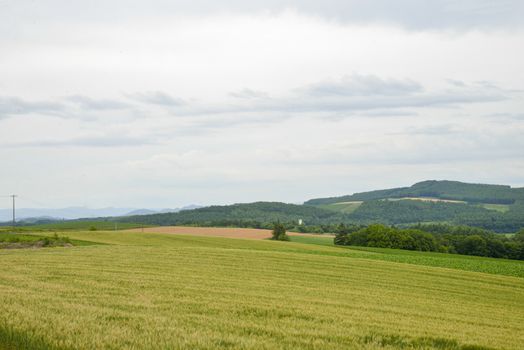 Plenty of rice field1