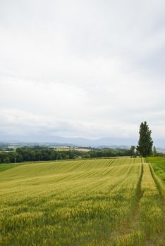 A poplar tree with rice field2