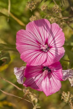 Close up view of the beautiful Annual Mallow (Lavatera trimestris) flower.