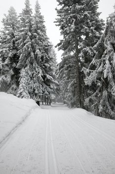Snowy forest path in winter