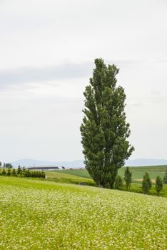 A poplar tree in the field of flower potato8