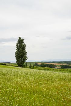 A poplar tree in the field of flower potato7