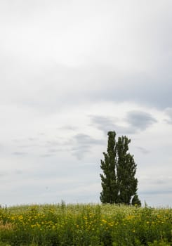 A poplar tree in the field of flower potato4