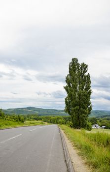 Poplar tree on the road