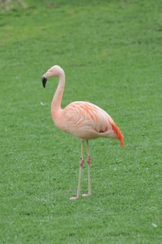 Pink Flamingo Bird on the Floor in a Park in Tenerife, Spain