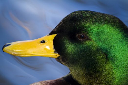 Close view of a Mallard duck head swimming on a pool.