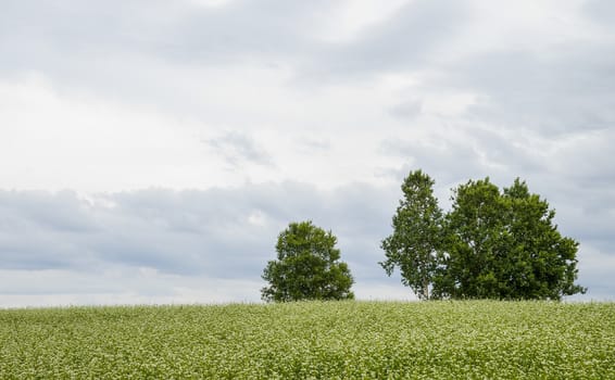 Poplar tree in the field of flower potato1