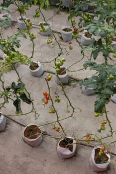 tomato on plant in nursery