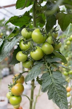 tomato on plant in nursery