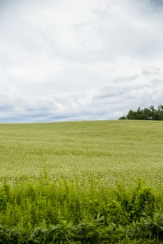 Field of flower potato with cloudy sky2