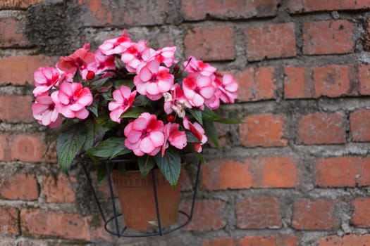 pink flower in pot on brick wall - garden decoration