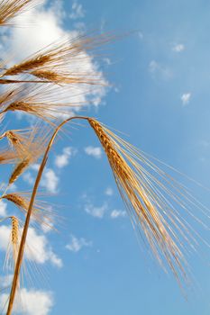 golden wheat ears under sky. south Ukraine