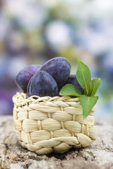 fresh plums in a basket on old wooden background