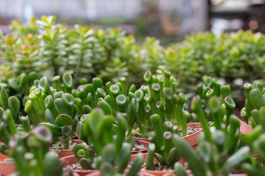 coral shape cactus in plant nursery