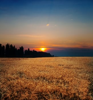 sunset on field at summer