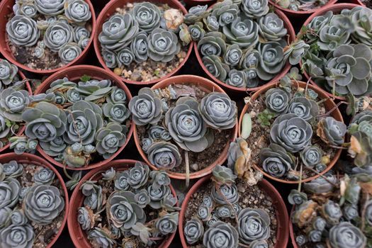 Green American Kalanchoe Plant