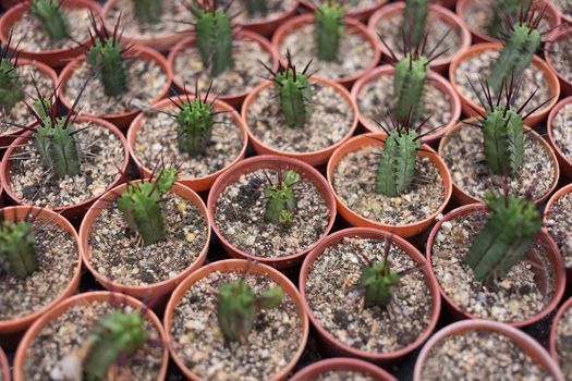 green little cactus with sharp thorn in pot