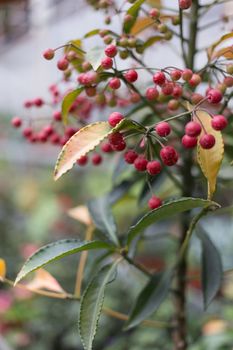 red small fruit on plant