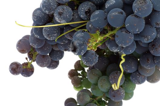 Bunch of Red Wine Grape with Water Drops closeup on white background