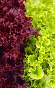 Background of Fresh Green  Lettuce and Purple Lollo Rosso Lettuce closeup
