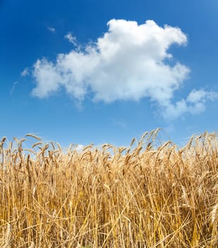 gold ears of wheat under sky