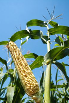 view to corn on the cob