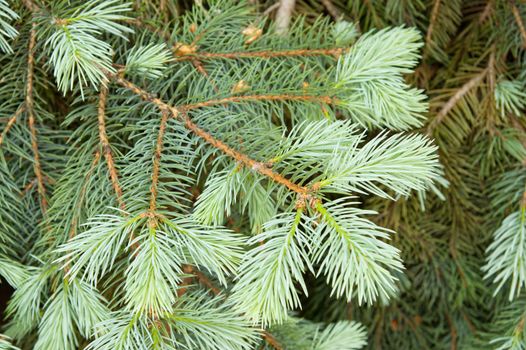 close-up of pine branches