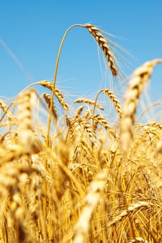 gold ears of wheat