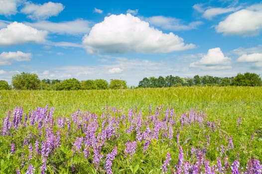 green field with flowers and blue sky