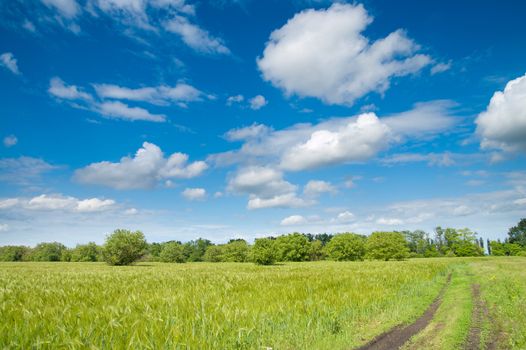 rural road in green field