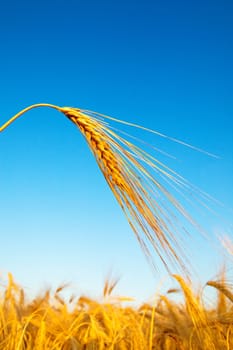 gold ears of wheat in sundown time