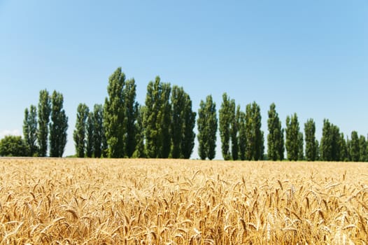 gold ears of wheat and trees