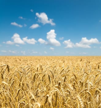 gold ears of wheat under sky. soft focus on field