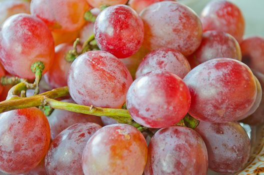 The Fresh Red Grape,Vitis vinifera Linn of Vitidaceae.